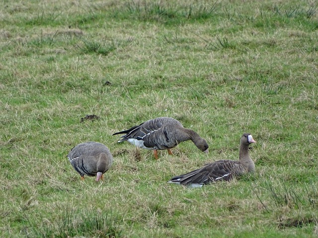 则以其身材 则以其身材
